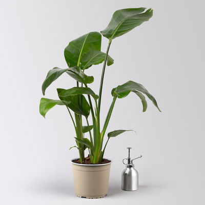 Strelitzia nicolai in Keramiktopf Dallas, Topf-Ø 17 cm, Höhe ca. 55 cm Strelitzia nicolai in Keramiktopf Dallas, Topf-Ø 17 cm, Höhe ca. 55 cm