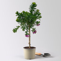 Kreuzblume, rosa-violett, Stamm, Höhe ca. 50 cm, Topf-Ø 17 cm