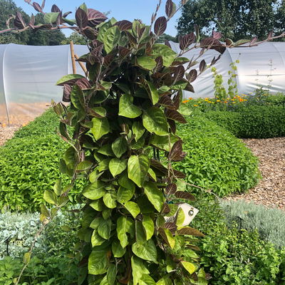 Blu Bio Käsekraut, Topf-Ø 12 cm, 6er Set Blu Bio Käsekraut, Topf-Ø 12 cm, 6er Set