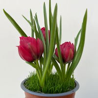 Wildtulpe, rot, gefüllt, mit Gras, Topf -Ø 9 cm, 4 Pflanzen