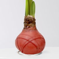 Amaryllis in Wachs, Dekor 'Herbst Mix', Farbe zufällig, Blüte rot, 2 Pflanzen