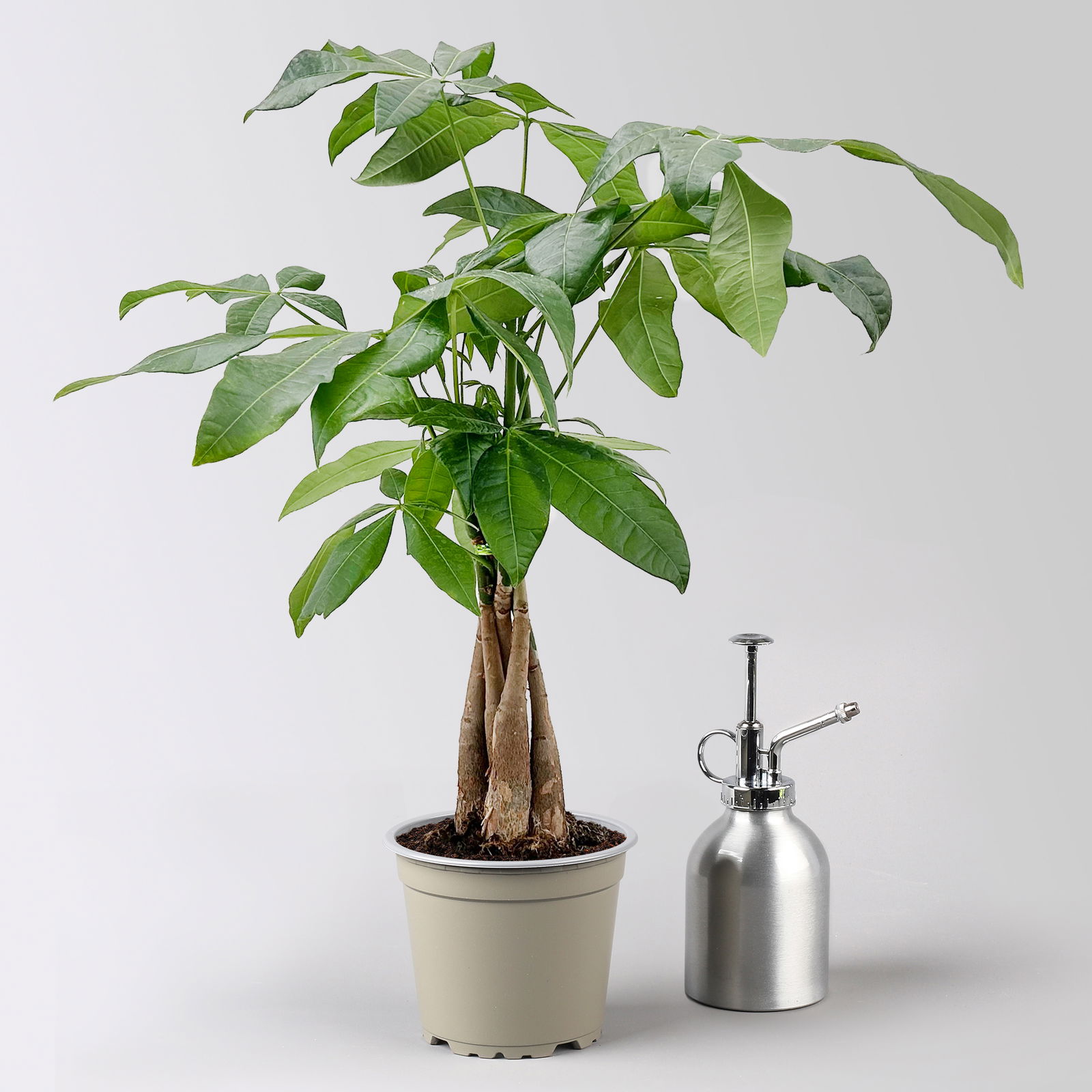 Grünpflanzenkreation 'Pflanzen-WG', Topf-Ø 12cm, inkl. Übertopf weiß, 4 Pflanzen