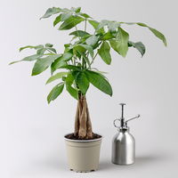 Grünpflanzenkreation 'Pflanzen-WG', Topf-Ø 12cm, inkl. Übertopf weiß, 4 Pflanzen