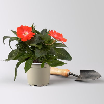 Edellieschen, zweifarbig zufällig, Topf-Ø 12 cm, 6 Pflanzen Edellieschen, zweifarbig zufällig, Topf-Ø 12 cm, 6 Pflanzen