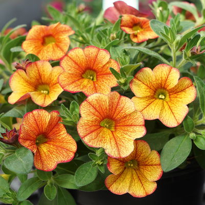 Zauberglöckchen, orange, dunkelrot geadert, Topf-Ø 13 cm, 6 Pflanzen