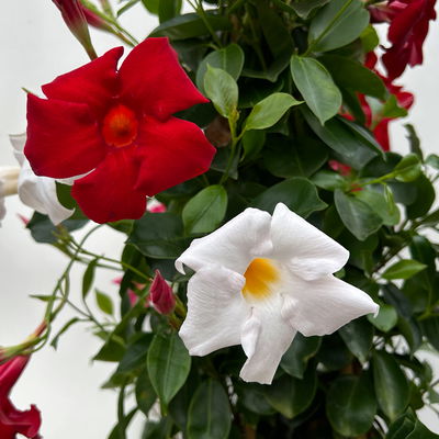 Dipladenie 'Trio', bunt, Pyramide, Topf-Ø 23 cm, Höhe ca. 110 cm