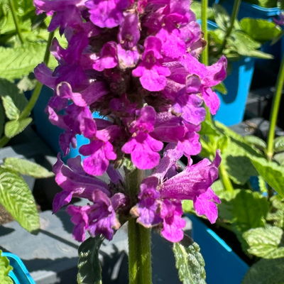 Bio Ziest 'Hummelo' dunkelrosa, Topf 11x11 cm, 3 Pflanzen