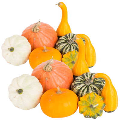 Zierkürbisse im Netz, verschiedene Sorten, Größen und Farben, 2er-Set Zierkürbisse im Netz, verschiedene Sorten, Größen und Farben, 2er-Set