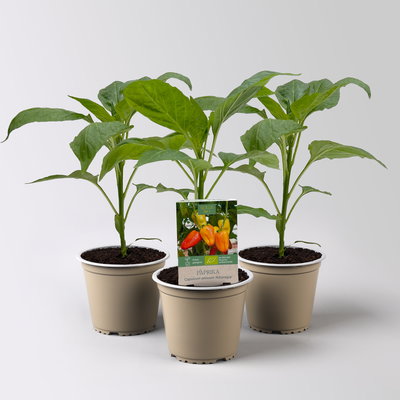 Bio Paprika 'Albaregia', Topf-Ø 12 cm, 3 Pflanzen