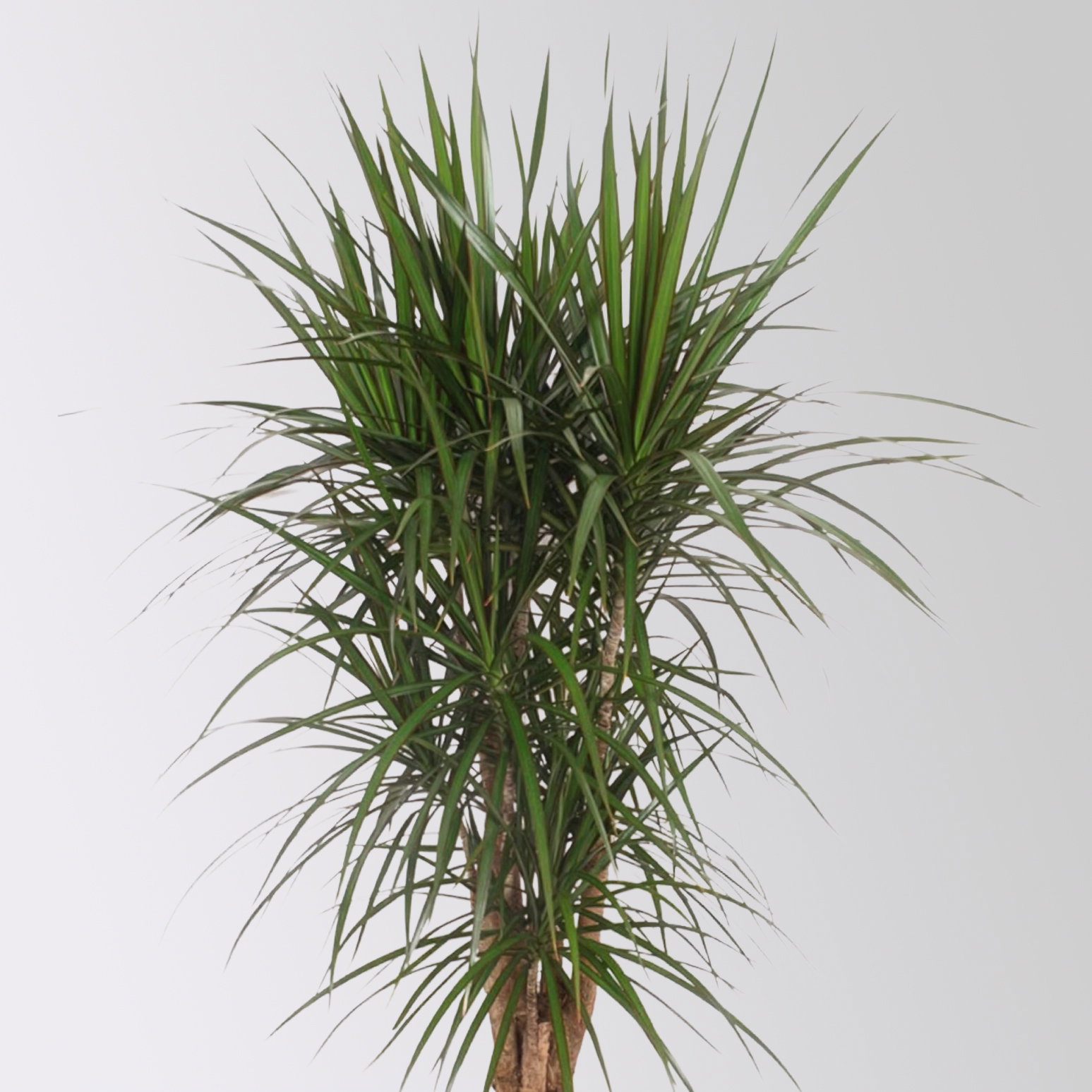 Drachenbaum, verzweigt, Topf-Ø 30 cm, Höhe ca. 130 cm