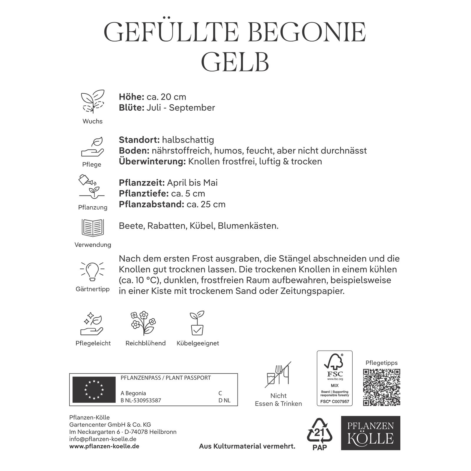 Kölles Beste Blumenknollen, Gefüllte Begonie 'Gelb'