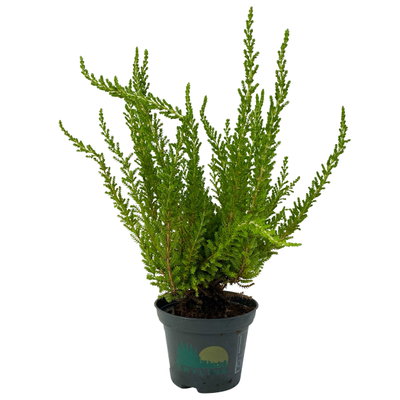 Besenheide SKYLINE®, Mischung zufällig, Topf-Ø 6,5 cm, 12 Pflanzen Besenheide SKYLINE®, Mischung zufällig, Topf-Ø 6,5 cm, 12 Pflanzen
