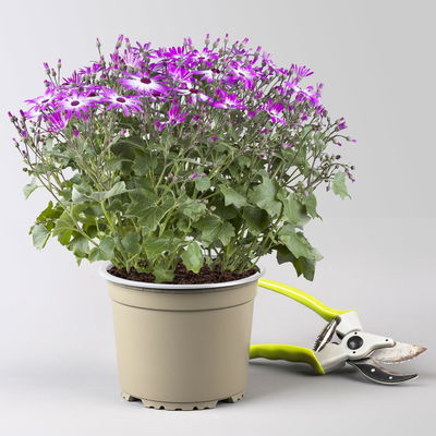 Greiskraut 'Magenta Bicolor', pink-weiß, Topf-Ø 15 cm, 3 Pflanzen