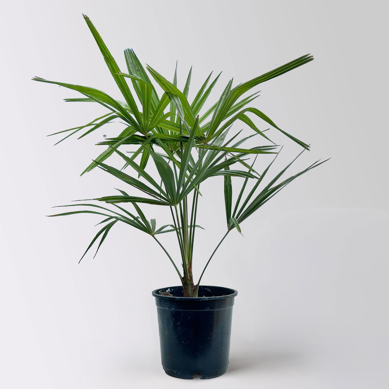 Hanfpalme, Topf-Ø 20 cm, Höhe ca. 60-80 cm