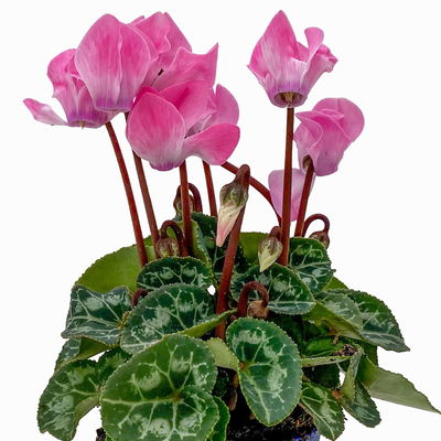 Alpenveilchen, Farben zufällig, Mini, Topf-Ø 6 cm, 10 Pflanzen Alpenveilchen, Farben zufällig, Mini, Topf-Ø 6 cm, 10 Pflanzen