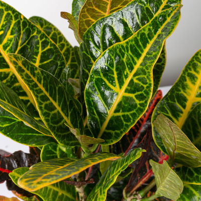 Wunderstrauch 'Excellent', Topf-Ø 17 cm, Höhe ca. 40 cm, 2 Pflanzen Wunderstrauch 'Excellent', Topf-Ø 17 cm, Höhe ca. 40 cm, 2 Pflanzen