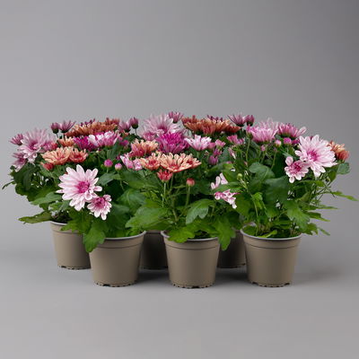 Chrysantheme Trio 'Sweet Melange', apricot-rosa-lila, Topf-Ø 12cm, 6 Pflanzen Chrysantheme Trio 'Sweet Melange', apricot-rosa-lila, Topf-Ø 12cm, 6 Pflanzen
