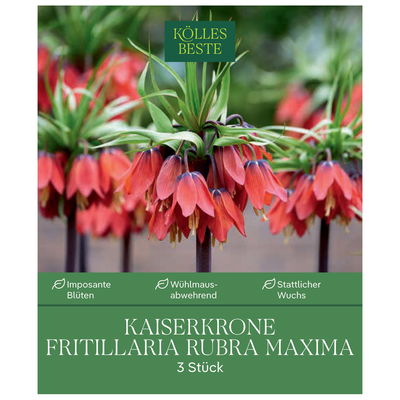 Kaiserkrone (Fritillaria Imperialis Rubra Maxima) rot, 3 Blumenzwiebeln