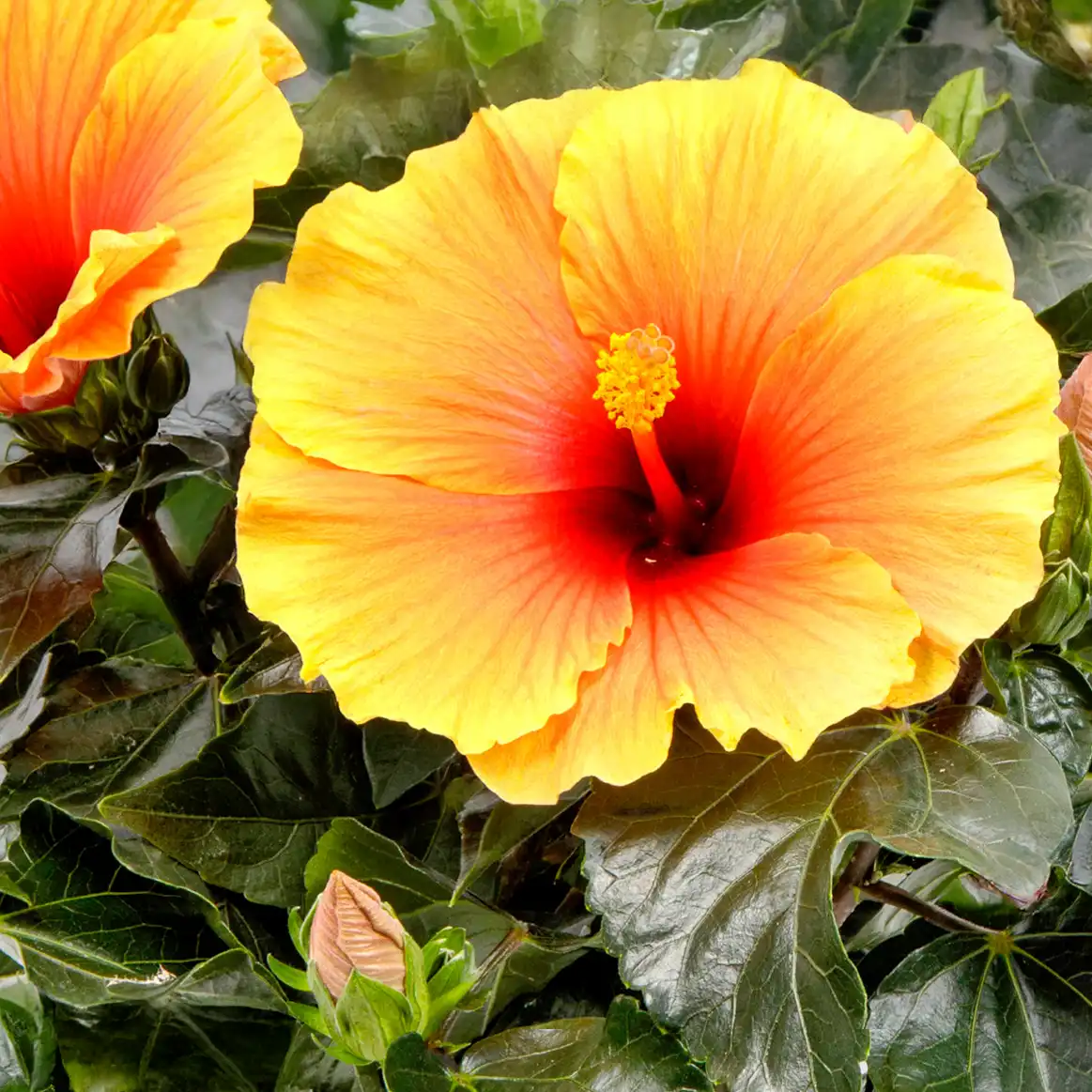 Hibiskus