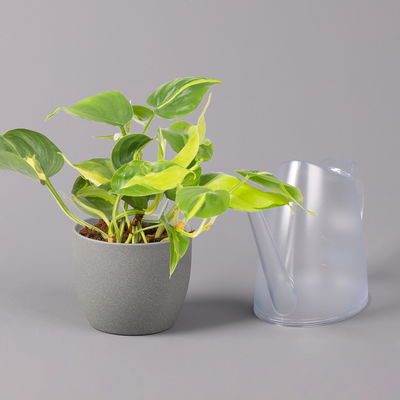 Philodendron 'Brasil', Topf-Ø 12 cm, Höhe ca. 15-20 cm, 3er-Set Philodendron 'Brasil', Topf-Ø 12 cm, Höhe ca. 15-20 cm, 3er-Set