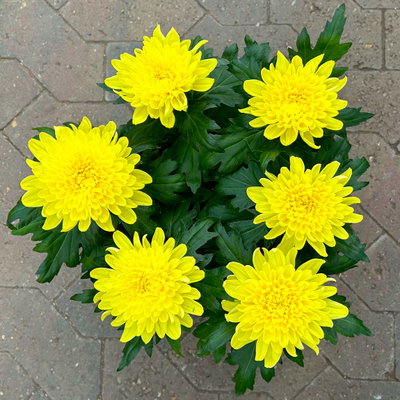 Chrysantheme 'Chrysanne® Zembla', gelb, großblumig, Topf-Ø 17 cm, 2 Pflanzen Chrysantheme 'Chrysanne® Zembla', gelb, großblumig, Topf-Ø 17 cm, 2 Pflanzen