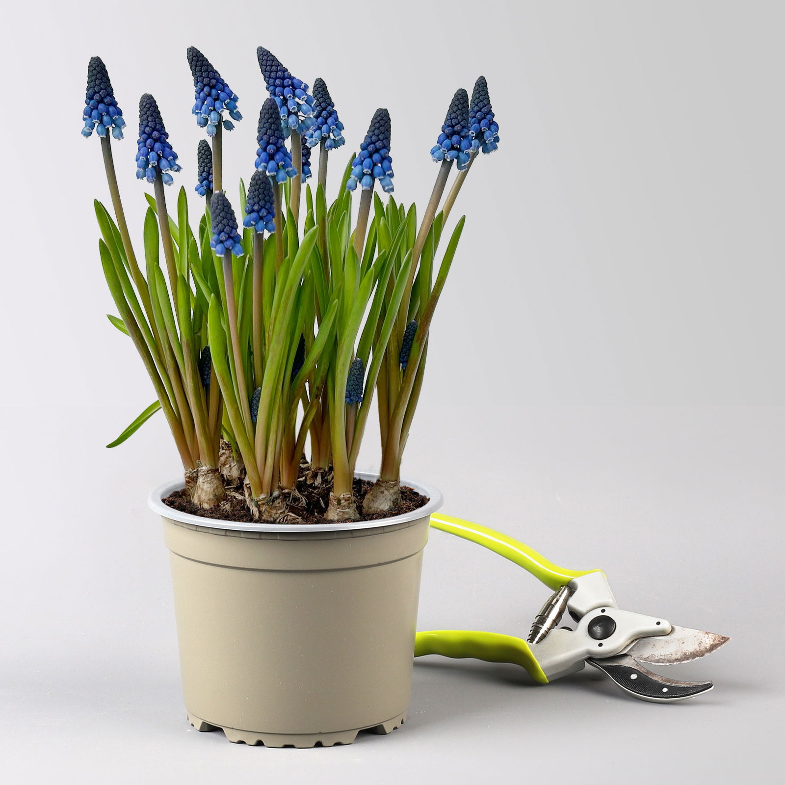 Traubenhyazinthe ‘Lindsay’, blau, vorgetrieben, Topf -Ø 15 cm, 3 Pflanzen