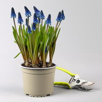 Traubenhyazinthe ‘Lindsay’, blau, vorgetrieben, Topf -Ø 15 cm, 3 Pflanzen