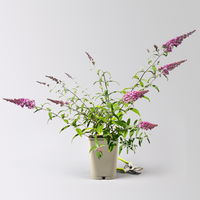 Sommerflieder, Buddleja davidii 'Pink Delight', rosa, Topf 5 lt.