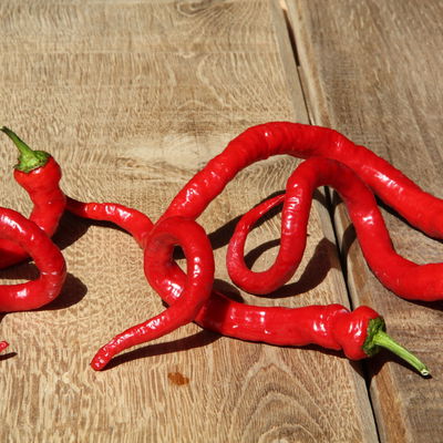 Blu Bio Chili 'Milder Spiral', Topf-Ø 12 cm, 3er Set