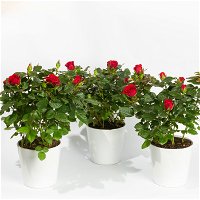 Rose, rot, mit Topf Dallas weiß, Topf-Ø 13 cm, 3er-Set