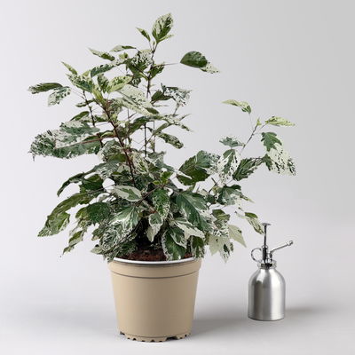 Hibiskus 'Variegata' rot, Busch, Topf-Ø 19 cm, Höhe ca. 50 cm Hibiskus 'Variegata' rot, Busch, Topf-Ø 19 cm, Höhe ca. 50 cm