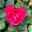 Duftende Edelrose 'Kölle's Rosensymphonie'®, kräftig pink, Topf 5 Liter