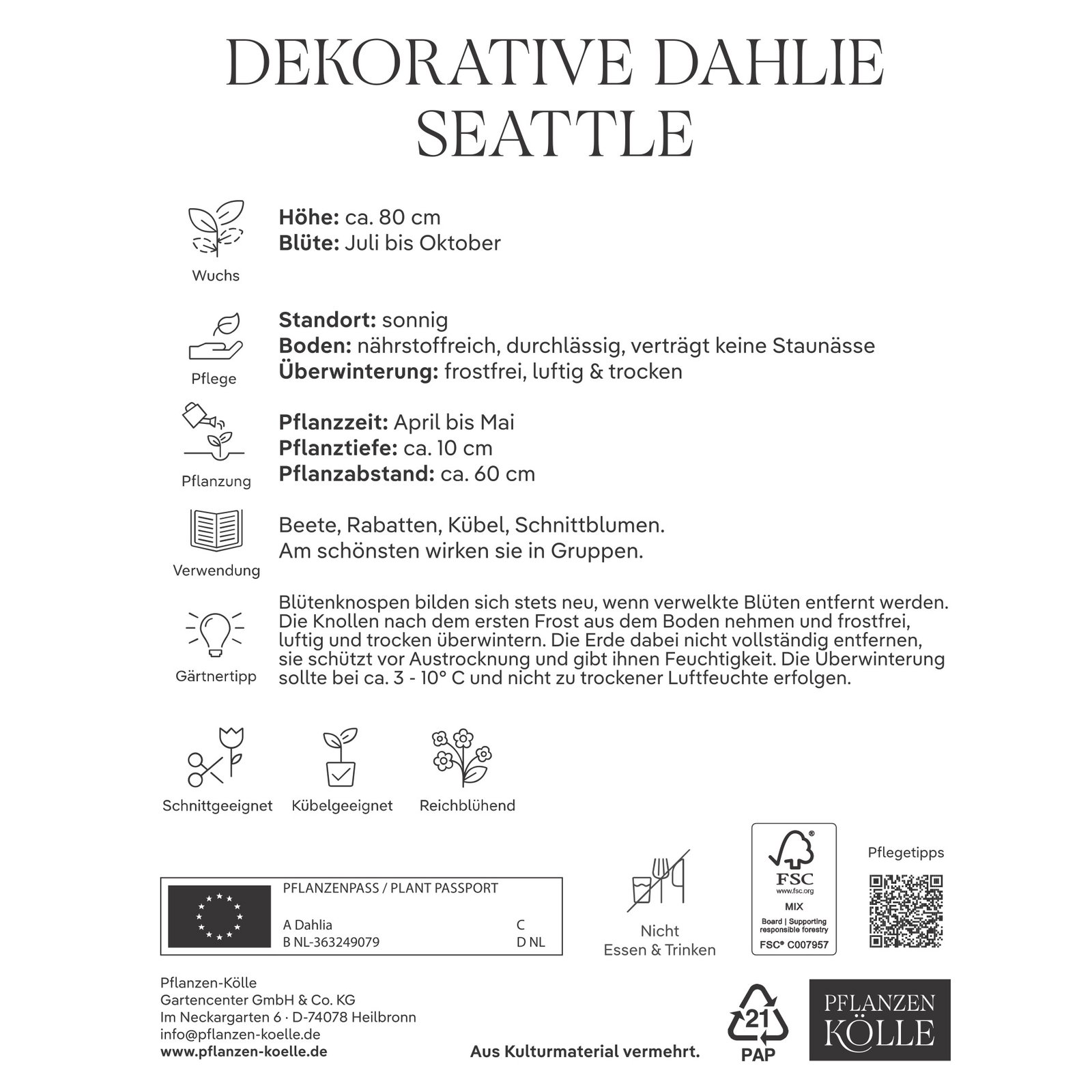 Kölles Beste Dekorative-Dahlie 'Seattle', 1 Blumenknolle Kölles Beste Dekorative-Dahlie 'Seattle', 1 Blumenknolle