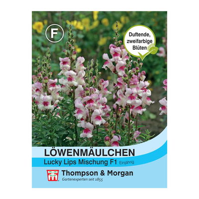 Löwenmäulchen Lucky Lips / einfaches Heranziehen, langlebig Löwenmäulchen Lucky Lips / einfaches Heranziehen, langlebig