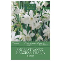 XXL Engelstränen-Narzissen Thalia weiß, 5 Blumenzwiebeln