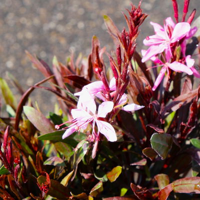 Kölles Beste Prachtkerze pink, 3 Liter Topf Kölles Beste Prachtkerze pink, 3 Liter Topf
