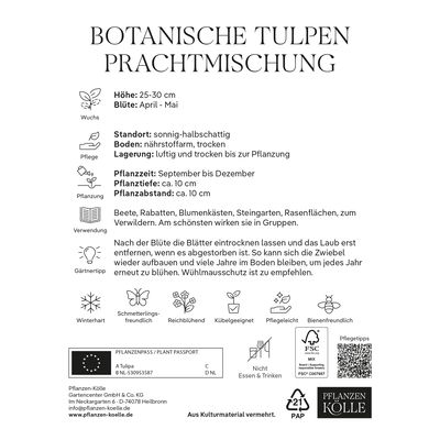 Botanische Tulpen 'Prachtmischung', 20 Blumenzwiebeln