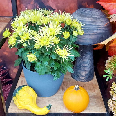 Chrysanthemen Spider Anansi™ Yellow, spinnenblütig, Topf-Ø 14cm, 4er-Set
