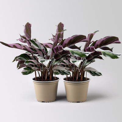 Calathea 'Fusion White', Topf-Ø 14 cm, Höhe ca. 30 cm, 2 Pflanzen