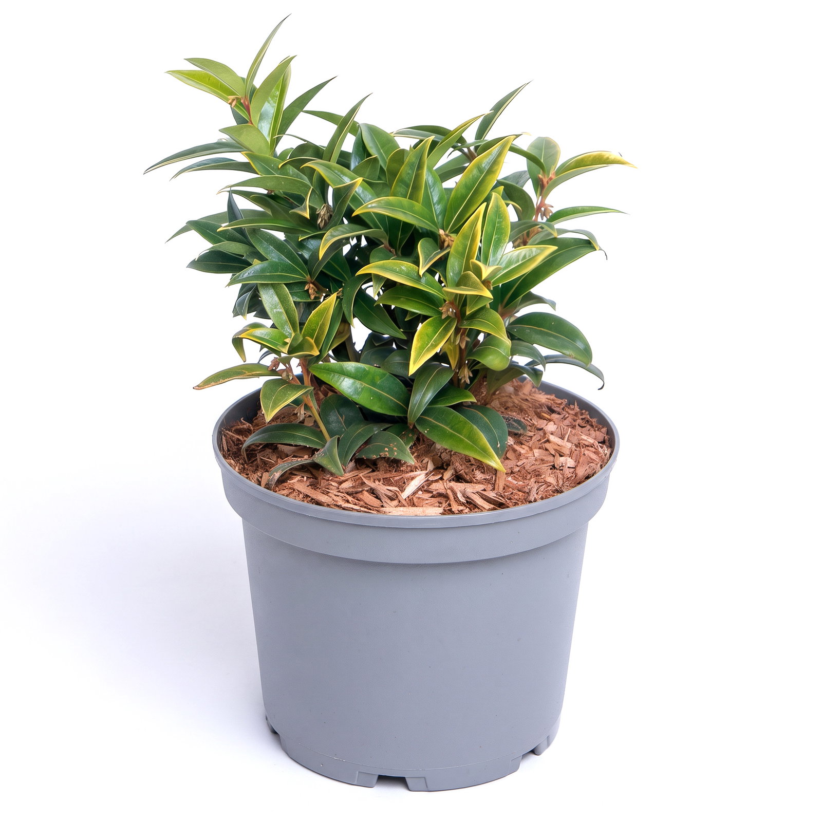 Immergrüne Schattenblume 'Winter Gem'EU (S), Höhe 20-30cm, Topf 3 l, 5 Pflanzen Immergrüne Schattenblume 'Winter Gem'EU (S), Höhe 20-30cm, Topf 3 l, 5 Pflanzen