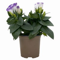 Lisianthus, weiß, Topf-Ø 10,5 cm, 8 Pflanzen