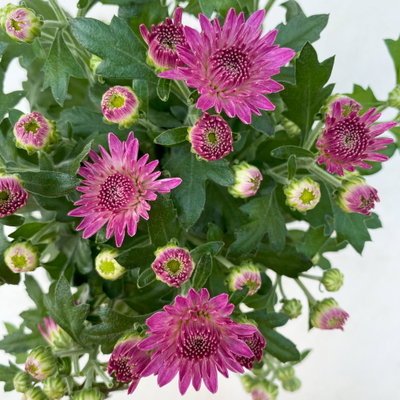 Chrysanthemen, Farben nach Verfügbarkeit, Topf-Ø 10,5 cm, 8 Pflanzen