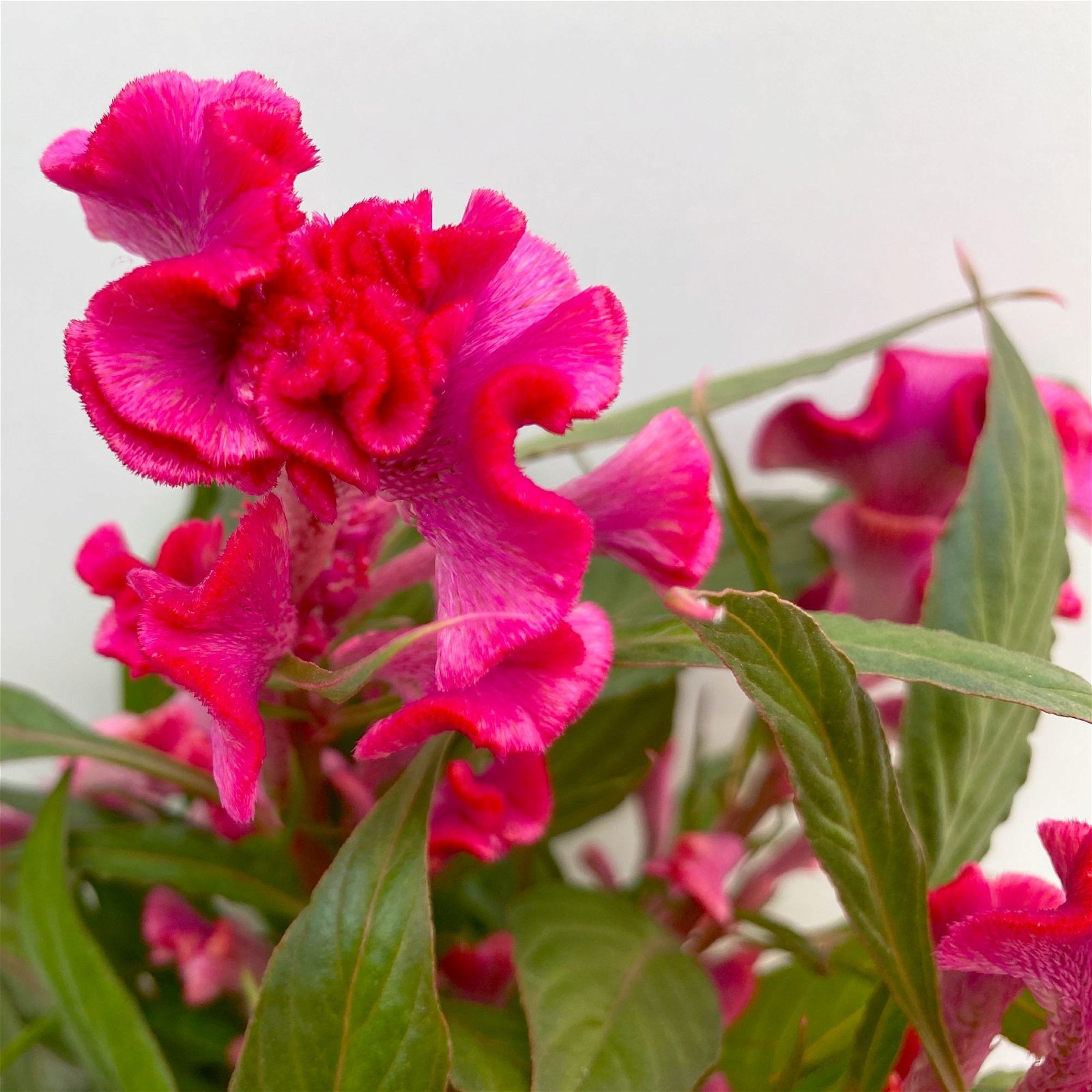 Celosia 'Hot Topic Pink' pink, Topf-Ø 12 cm, 6er-Set