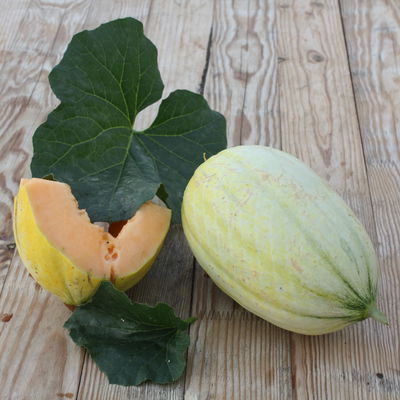 Blu Bio Mangomelone F1, Topf-Ø 12 cm, 3er Set Blu Bio Mangomelone F1, Topf-Ø 12 cm, 3er Set