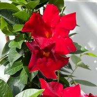 Dipladenie, rot, Pyramide, Topf-Ø 17 cm