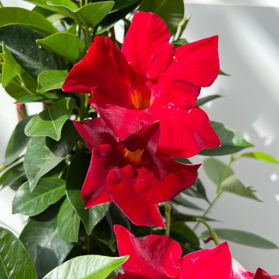 Dipladenie, rot, Pyramide, Topf-Ø 17 cm