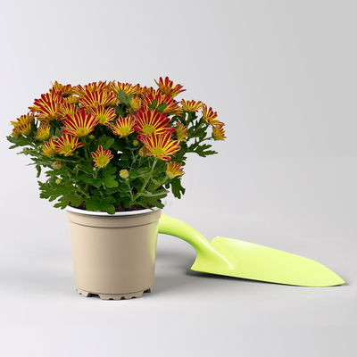 Chrysanthemen 'Swifty', bicolor-orange, Topf-Ø 10,5 cm, 6 Pflanzen Chrysanthemen 'Swifty', bicolor-orange, Topf-Ø 10,5 cm, 6 Pflanzen