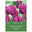 Triumph-Tulpe 'Negrita®', lila, 7 Blumenzwiebeln