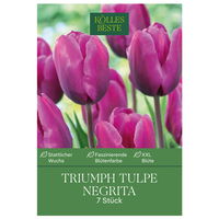 Triumph-Tulpe 'Negrita®', lila, 7 Blumenzwiebeln