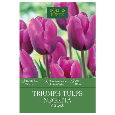 Kölles Beste Triumph-Tulpe 'Negrita®',  lila, 7 Blumenzwiebeln